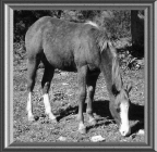008.gif (234497 byte)